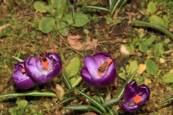 Crocuses at Greys Court Wallpaper