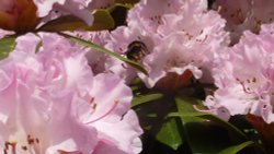 Busy bee at Nymans, 18th March 2015 Wallpaper