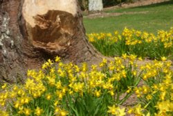 Spring Daffodils Wallpaper