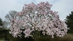 Blossom time at Nymans, 2nd April 2015 Wallpaper