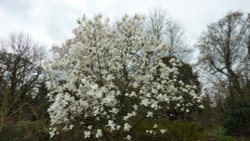 Beautiful white Magnolia, Nymans, 2nd April 2015 Wallpaper