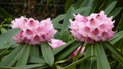 Springtime blooms at Nymans, 2nd April 2015 Wallpaper