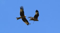 Red Kites over Stilton Wallpaper