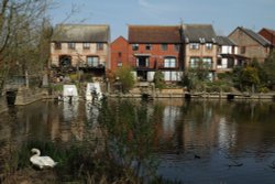 Swan's nest at View Island, Caversham Wallpaper