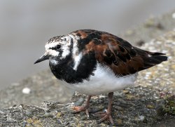 Ruddy Turnstone, River Wall, South of Toxteth Dock. Wallpaper