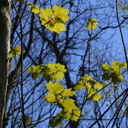 Leaves, Cawston Woods Wallpaper