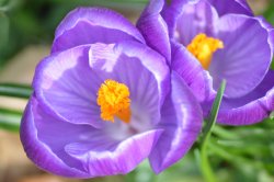 Crocus, Bilton Green Wallpaper