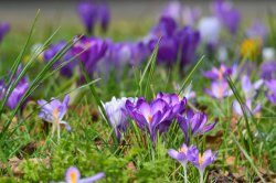 Croci on Bilton Green Wallpaper