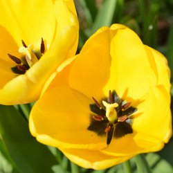 Tulips in my garden Wallpaper