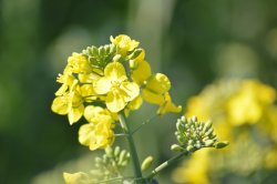 Rapeseed flowers Wallpaper