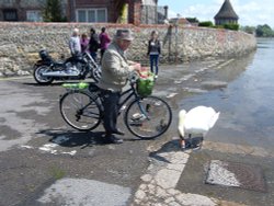 Swan Feeding at Bosham Wallpaper