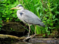 The Heron, Ruislip duck pond Wallpaper