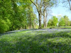 Bluebells, Virginia Water Wallpaper