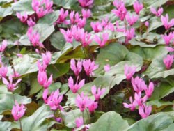 Wild Cyclamen Wallpaper