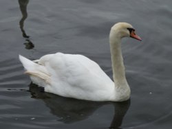 Swan on River Thames, Windsor Wallpaper