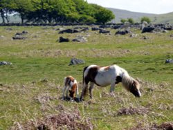 Dartmoor Wallpaper