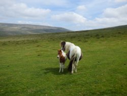 Dartmoor Wallpaper