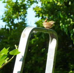 Little Jenny Wren Wallpaper