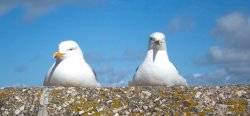 St Ives tourist watchers Wallpaper