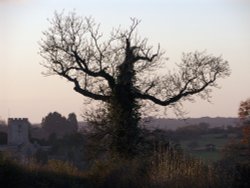 Bare Oak Tree Wallpaper