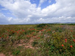 Budleigh Salterton Wallpaper