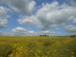 Fields around Wollaston, Northamptonshire Wallpaper