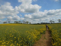 Fields around Wollaston, Northamptonshire Wallpaper