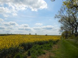 Fields around Wollaston, Northamptonshire Wallpaper