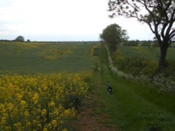 Fields around Wollaston, Northamptonshire Wallpaper