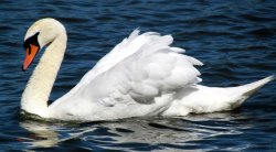 A Swan, Ruislip lido Wallpaper