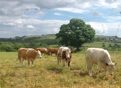 Hunwick, Crook, County Durham. Wallpaper