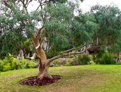 Wishing Tree, Logan Botanic Gardens. Wallpaper