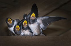 Feed Me, Me, Me and Me !, Llanidloes. Wallpaper