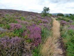 Hardown Hill Wallpaper