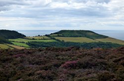 Hardown Hill Wallpaper