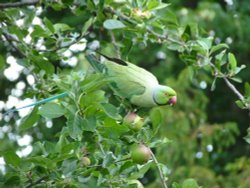 Parakeet, Warfield Wallpaper