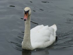 Swan on the Thames at Windsor Wallpaper