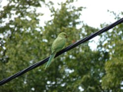 Parakeet, Warfield Wallpaper