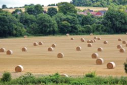 Harvest time