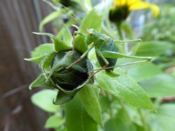 The Hopper and the Sunflower Wallpaper