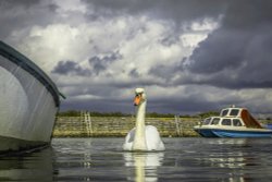 SWAN AT KEYHAVEN Wallpaper