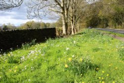 Lovely spring  near lake Windermere Wallpaper