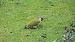 Woodpecker in Warfield, Berkshire Wallpaper