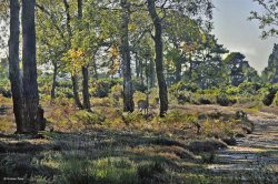 Arne RSPB Reserve, Dorset. Wallpaper