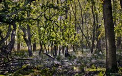 Arne Nature Reserve, Dorset. Wallpaper