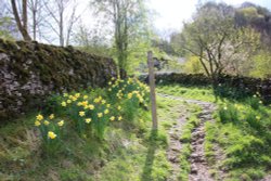 Daffodils in picturesque village  Milldale Wallpaper