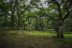 Twisted trees,New Forest Wallpaper