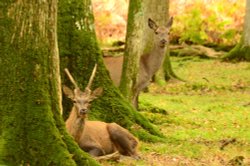 Red Deer Wallpaper