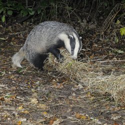 Badger collecting bedding One Tree Hill C.P. Wallpaper
