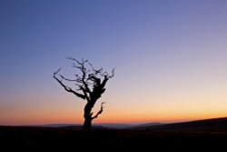 Weathered Hawthorn Tree, Dartmoor National Park Wallpaper